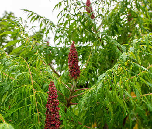 bomen en struiken in de tuin