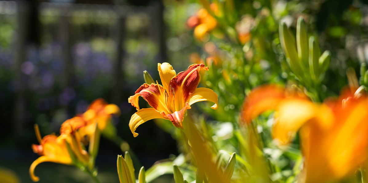 detail bloemen in achtertuin